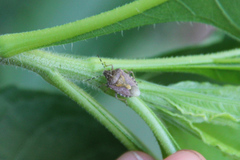 Dolycoris baccarum