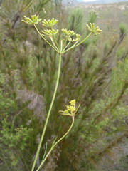 Notobubon ferulaceum