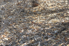 Chalarodon madagascariensis