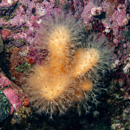Alcyonium siderium — photo 1