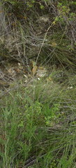 Notobubon ferulaceum