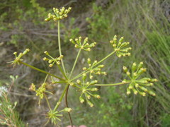 Notobubon ferulaceum