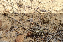 Gladiolus leptosiphon