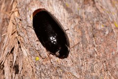 Pseudomorphini