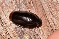 Pseudomorphini