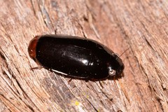 Pseudomorphini