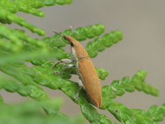 Lixus acicularis