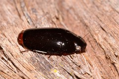 Pseudomorphini