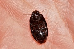 Pseudomorphini