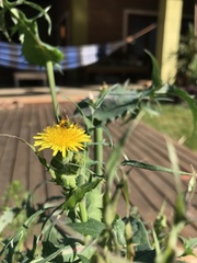 Augochloropsis