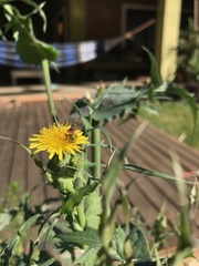 Augochloropsis