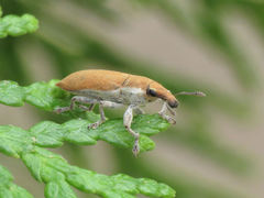 Lixus acicularis