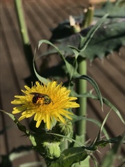 Augochloropsis