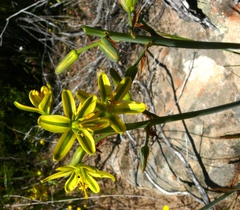 Albuca suaveolens