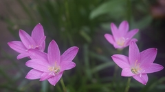 Zephyranthes rosea