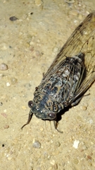 Cicada barbara lusitanica