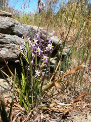 Cyanella orchidiformis