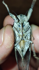 Cicada barbara lusitanica
