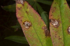 Septoria kaznowskii