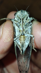 Cicada barbara lusitanica