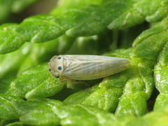 Austroagallia sinuata