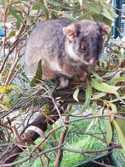 Pseudocheirus peregrinus