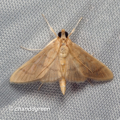 Thliptoceras formosanum