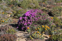 Lampranthus suavissimus