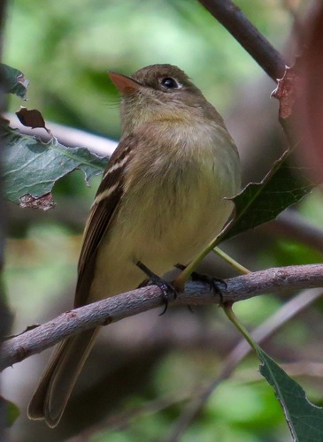 iNaturalist observation photo of Western Flycatcher