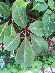 Parthenocissus henryana
