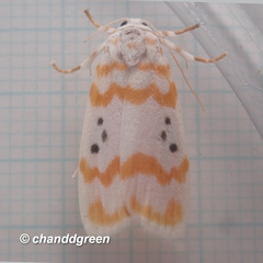 Cyana interrogationis