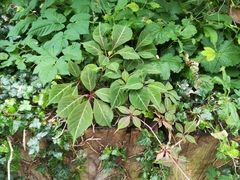 Parthenocissus henryana