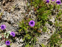 Monopsis debilis debilis