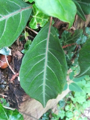 Parthenocissus henryana