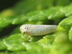 Austroagallia sinuata