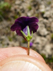 Monopsis debilis debilis