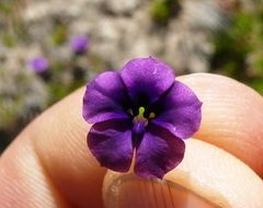 Monopsis debilis debilis