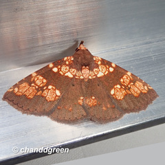 Saroba pustulifera