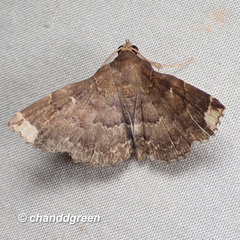 Adrapsa quadrilinealis