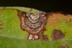Septoria kaznowskii