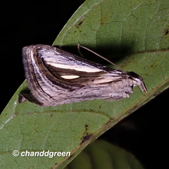 Schistorhynx argentistriga