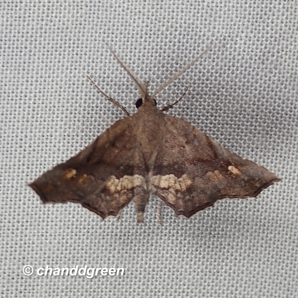 Throana pectinifer