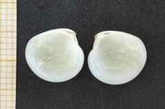 Dosinia lupinus