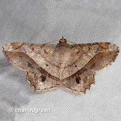 Chiasmia monticolaria