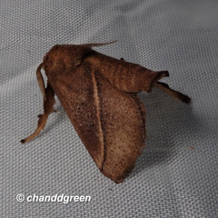 Quasithosea obliquistriga