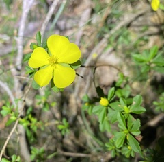 Hibbertia diffusa