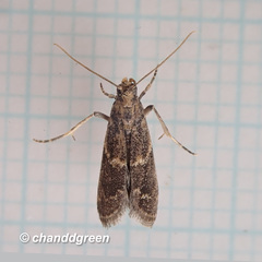 Mesciniadia infractalis