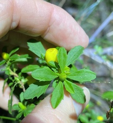 Hibbertia diffusa