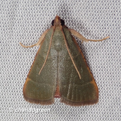 Hypsopygia nonusalis