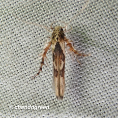Stathmopoda stimulata